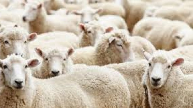 Kontrabandë me kafshë në Istog – policia gjen 21 krerë dele të pa matrikuluara