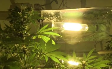 Shtëpia e kanabisit: Aksioni i Policisë së Pejës, në laboratorin e marihuanës (Video)