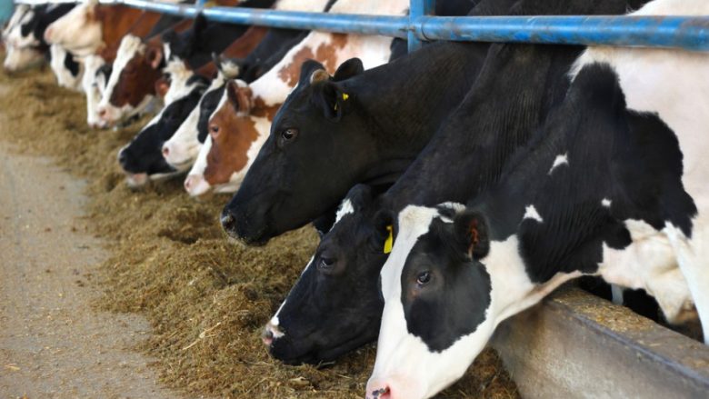Lajm i mirë: Nuk ka më rrezik për konsumimin e mishit të lopëve