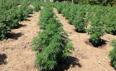 Asgjësohen 161 bimë narkotike në Malësinë e Madhe në Shqipëri, arrestohen tre persona