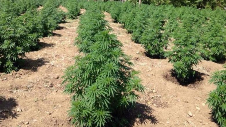 Asgjësohen 161 bimë narkotike në Malësinë e Madhe në Shqipëri, arrestohen tre persona
