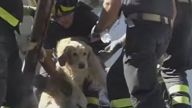 Qeni nxirret i gjallë pas 9 ditësh nga rrënojat e tërmetit (Video)