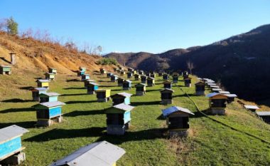 Pak mjaltë sivjet në Kosovë