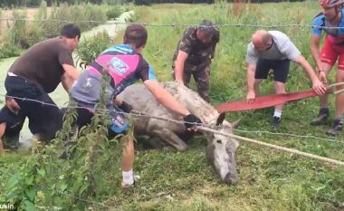 Çiklistët shpëtuan një kalë, që kishte ngecur në baltën e bregut të lumit (Video)