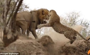 Duel titanësh: Luani sulmon leopardin, por nuk i del si e kishte menduar (Foto/Video)