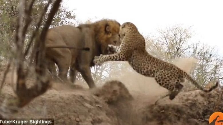 Duel titanësh: Luani sulmon leopardin, por nuk i del si e kishte menduar (Foto/Video)