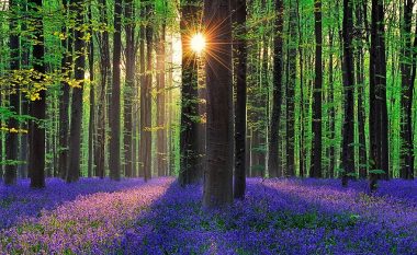 Pylli i kaltër në Belgjikë (Foto)