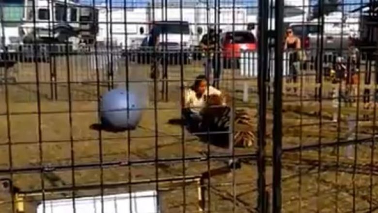 Argëtonte fëmijët në kopshtin zoologjik duke luajtur në kafaz me tigrin, por shikoni çfarë i ndodh (Foto/Video)
