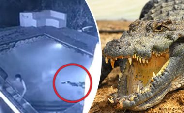Video e frikshme: Krokodili sulmon qiftin në pishinë (Video)