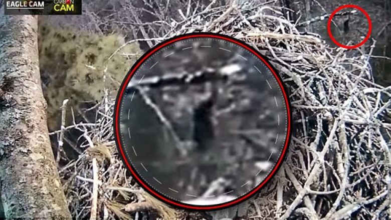 Filmohet krijesa misterioze duke ecur nëpër mal në Michigan (Foto/Video)
