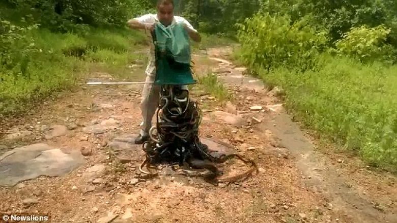 Gjahtari i gjarpërinjve: Shikoni momentin kur një burrë hapë thesin e mbushur me qindra gjarpërinj helmues dhe kobra (Foto/Video)