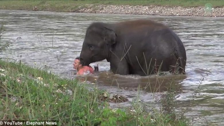 Elefanti i del në ndihmë stërvitësit që po ‘mbytej’ në lumë (Video)