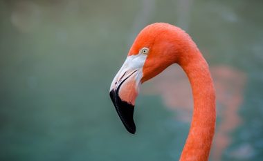 Shpendi Flamingo në Maqedoni? (Foto)