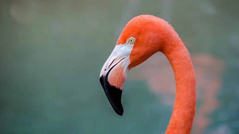 Shpendi Flamingo në Maqedoni? (Foto)