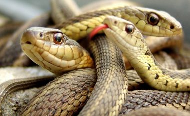Shkolla që është mbuluar nga gjarpërinjtë (Video)