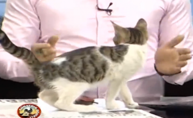 Gjatë emisionit të mëngjesit, një mace hyri në studio dhe kërceu mbi tavolinë (Video)