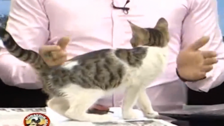 Gjatë emisionit të mëngjesit, një mace hyri në studio dhe kërceu mbi tavolinë (Video)