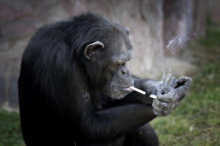Azalea, whose Korean name is "Dallae", a 19-year-old female chimpanzee, lights one cigarette from another at the Central Zoo in Pyongyang, North Korea on Wednesday, Oct. 19, 2016. According to officials at the newly renovated zoo, which has become a favorite leisure spot in the North Korean capital since it was re-opened in July, the chimpanzee smokes about a pack a day. They insist, however, that she doesnít inhale. (AP Photo/Wong Maye-E)