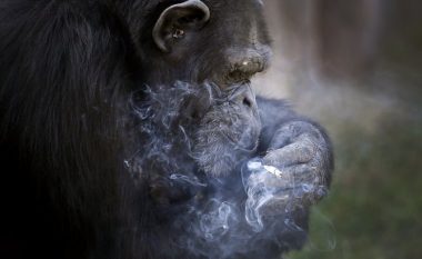 Gorilla e kopshtit zoologjik stërvitet që të ndezë dhe tymosë duhan (Foto)