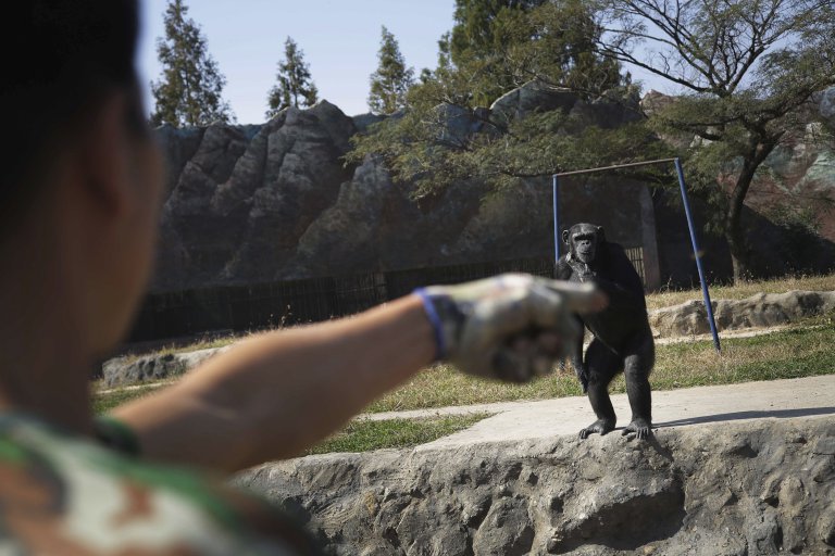 Azalea, whose Korean name is "Dalle", a 19-year-old female chimpanzee, looks at her keeper at the Central Zoo in Pyongyang, North Korea on Wednesday, Oct. 19, 2016. According to officials at the newly renovated zoo, which has become a favorite leisure spot in the North Korean capital since it was re-opened in July, the chimpanzee smokes about a pack a day. They insist, however, that she doesnít inhale. (AP Photo/Wong Maye-E)
