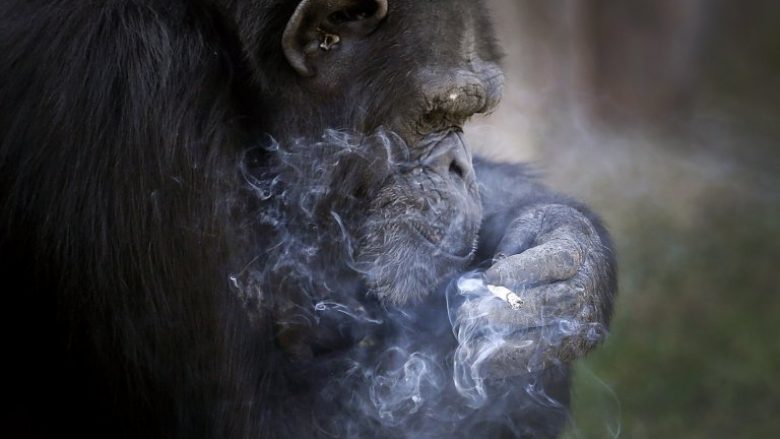 Gorilla e kopshtit zoologjik stërvitet që të ndezë dhe tymosë duhan (Foto)