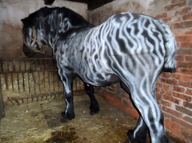 Pic shows: painted horse in the stall;nnPolice are looking for the cruel joker who entered the stall of a horse, snipped its tail, and spray-painted the black beast with white stripes so that it now resembles a zebra.nnThe owner of the horse is a 51-year-old man that did not wish to be named from the village of Stary Hrozenkov in south-eastern Czech Republic.nnHe kept his horse in a stall next to his house.nnThe practical joker apparently arrived at the stall through the garden and succeeded in braking inside it by damaging its lock.nnHe then spray-painted the black seven-year-old stallion all over with white stripes so that in now looks like a zebra. To make the offence worse, the perpetrator also snipped the horse¿s tail.nnIt seems that the stealthy joker managed to do all this without alerting anyone to his shenanigans or startling too much the horse itself.nnBy the time the owner realised what had happened it was already too late. He alerted authorities to the act of cruelty.nnCzech police are now on the hunt for the perpetrator.nnPolice spokesperson Milena Sabatova said: "This event is very unpleasant for the owner but also for the horse. To remove the paint will be tedious and annoying for both. It will also take a while for the tail to grow back to its original length."nnThe perpetrator may be sentenced to up to three years in prison if found guilty.