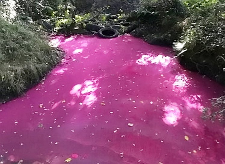 Environment officers are investigating after a stream was turned luminous pink by woodland vandals.  See NATIONAL story NNPINK.  Printer ink was dumped in the brook in Broad Oak, Canterbury, with car tyres also hurled into the polluted water.  Canterbury College student Toby Isaac stumbled across the scene while out walking his dog.