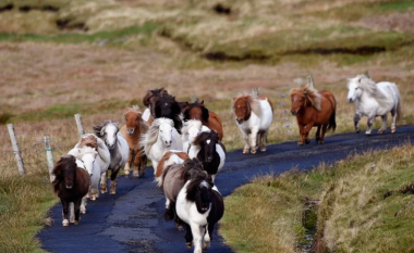 Në këtë ishull të vogël ka më shumë kuaj poni se sa njerëz (Foto)