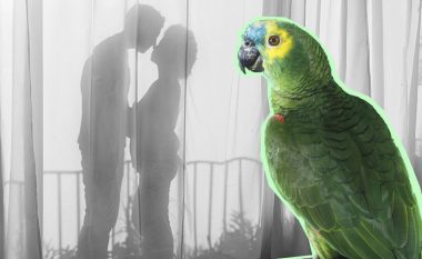 Papagalli zbulon aferën e burrit me pastruesen