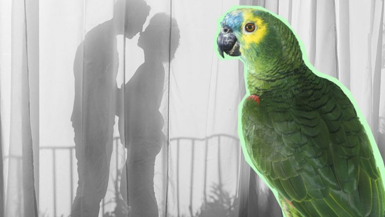 Papagalli zbulon aferën e burrit me pastruesen