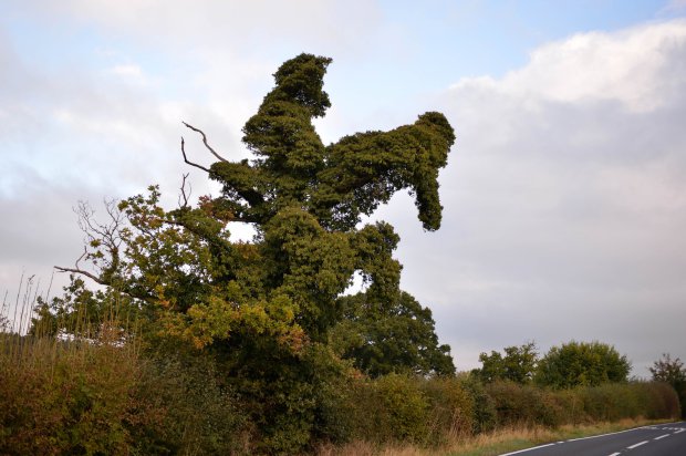 A tree that resembles a horse and jockey clearing a hedge on the A528 near Shrewsbury on the Shrewsbury to Wem road in Shropshire. October 19, 2016. A passerby thought it could be 'Frankie Treettori' jumping 'BeechTree Brook' in the 14.30 at 'Aintree'. See NTI story NTITREE.