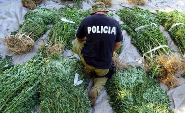 Raporti sekret për drogën: Policët korrin kanabisin dhe ua kthejnë kultivuesve