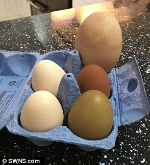 Pula e zakonshme bëri vezën katër herë më të madhe se sa një normale foto 2