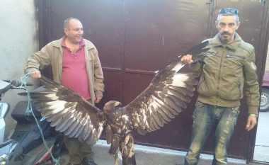 Policia ka hapur hetimet për dhunuesit e shqiponjës së rallë (Foto)