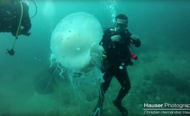Zhytësi takohet me një kandil deti që ka përmasa gjigante (Video)