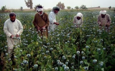 Prodhimi i opiumit në Afganistan është rritur për 43 për qind