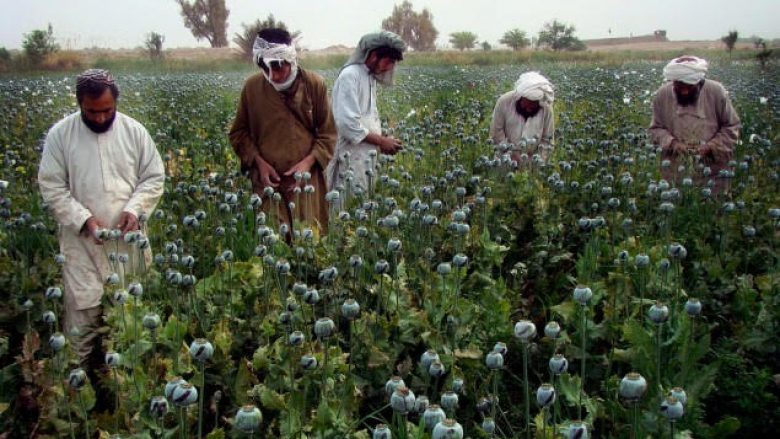 Prodhimi i opiumit në Afganistan është rritur për 43 për qind