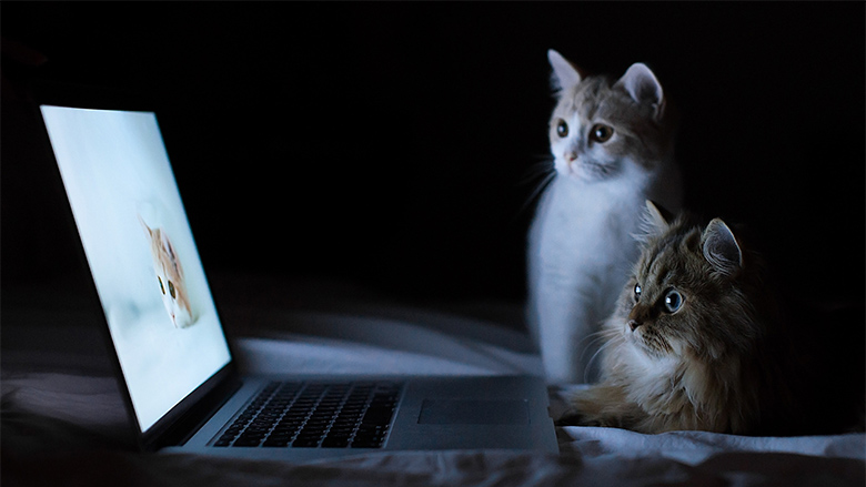 cats-couple-laptop-lie-down-rest-curiosity-3840x2400.jpg
