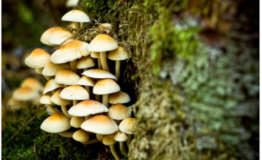 7 vetë të helmuar nga kërpudhat në Sopishte të Shkupit