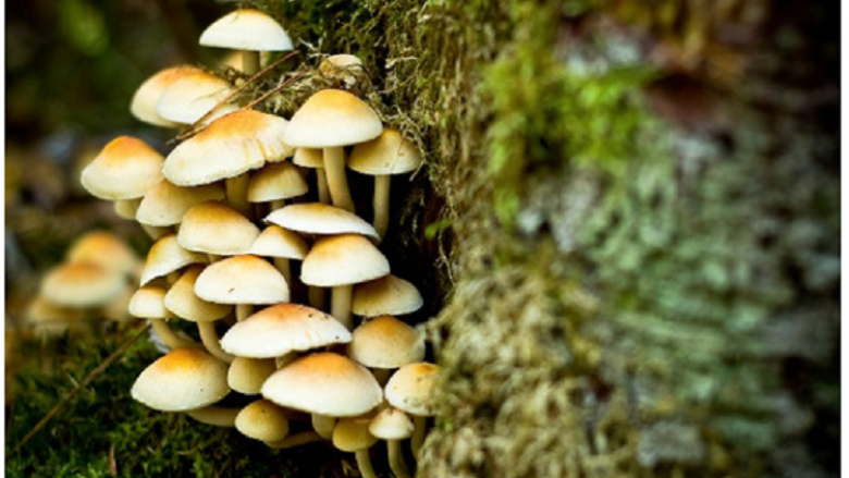 7 vetë të helmuar nga kërpudhat në Sopishte të Shkupit