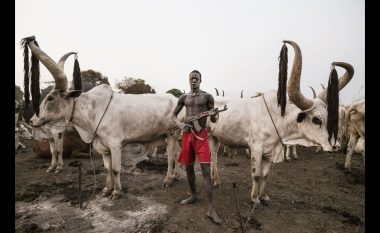 Njihuni me fisin Mundari që i mbrojnë lopët me jetën e tyre (Foto)
