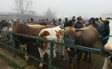 Rihapen tregjet e kafshëve në Kosovë