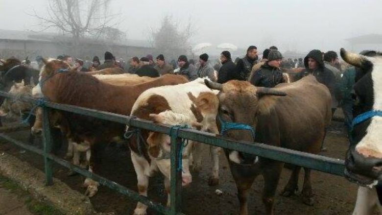 Rihapen tregjet e kafshëve në Kosovë