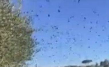 E habitshme: Shihni si u “çmendën” zogjtë para tërmetit në Itali! (Video)