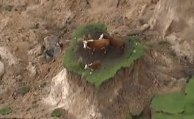Mali shembet nga tërmeti, lopët në mëshirë të fatit (Video)