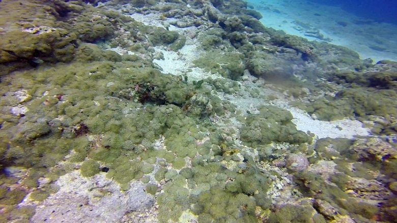 A mund ta gjeni oktapodin e kamufluar në ujë ? (Foto/Video)