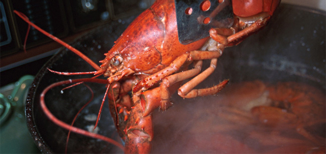657536-lobster