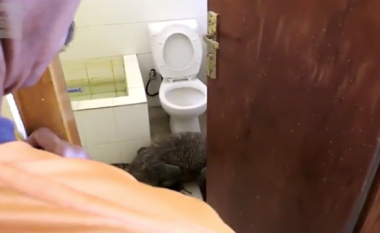 Bisha mishngrënëse i paraqitet papritmas në tualet (Video)