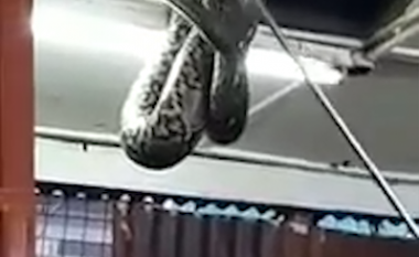 Gjarpri gjigant del nga tavani i restorantit (Video)