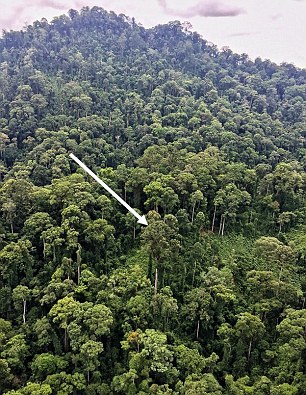 Pema me 95 metra në Borneo të Azisë